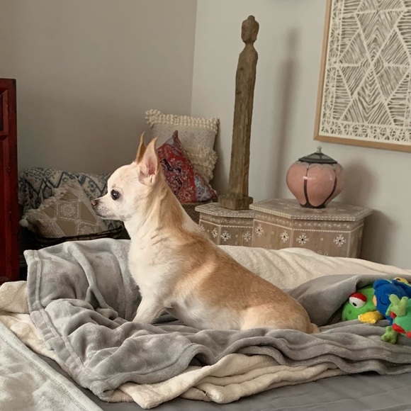 Meet your Posher, BaileyBops - Picture 3 of 6